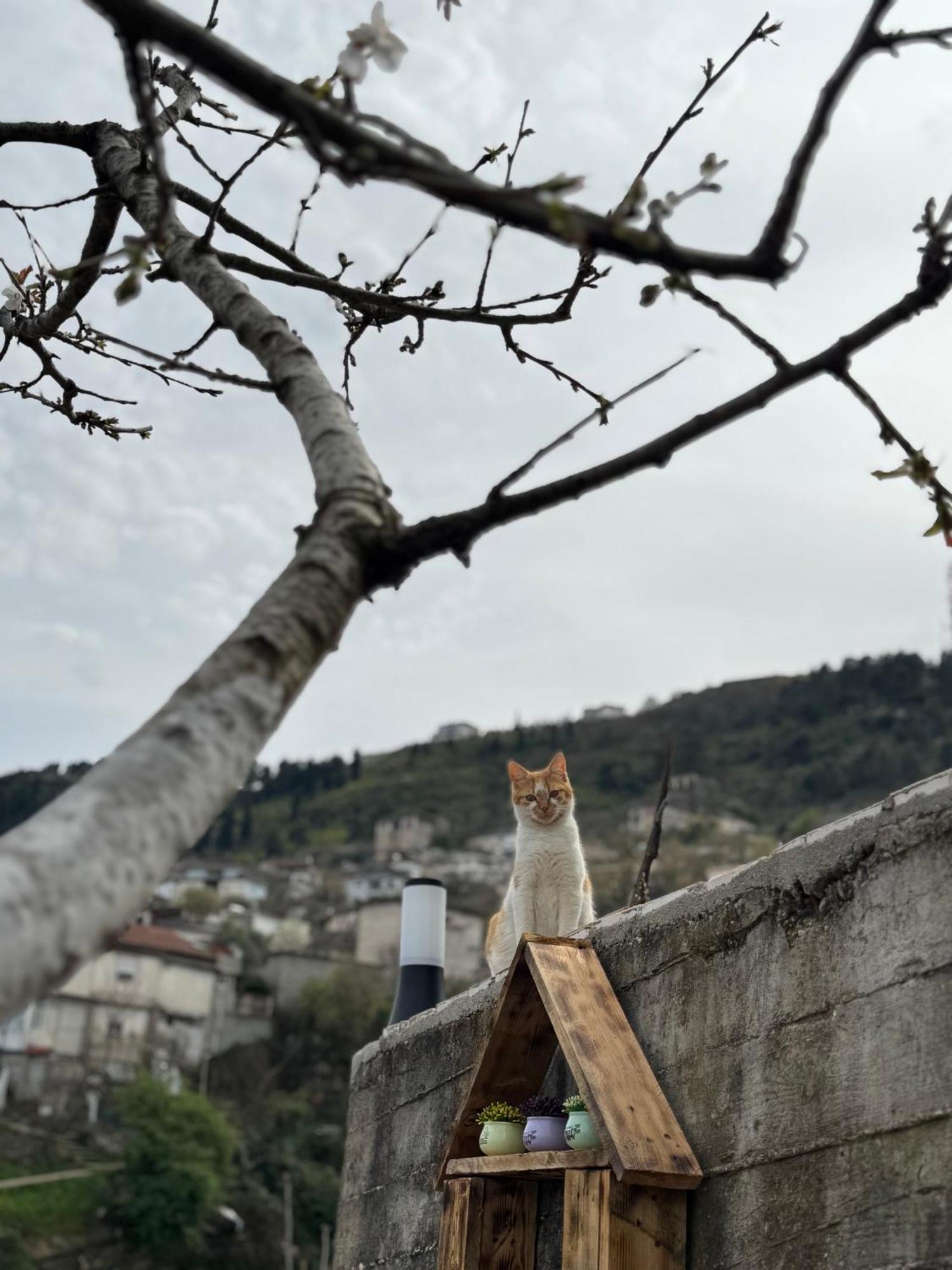 Ilvi Guesthouse Gjirokaster Exterior photo